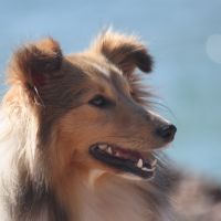 Portrait de CH Hitac de Goazilec