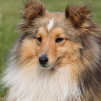 Portrait de CH.Silver Dream Nowhere Man, dit Endro