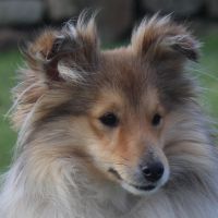 Portrait de Molene de la Vallée des Noyères