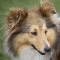 Portrait de Lipig de Goazilec