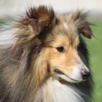 Portrait de O'Tancrede de Goazilec