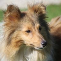 Portrait de Opalia de Goazilec