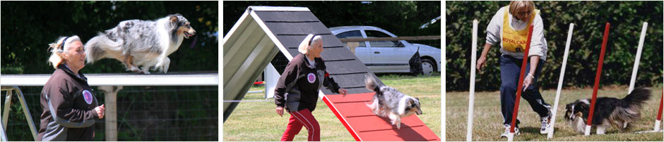 Berger des Shetland de Goazilec en agility
