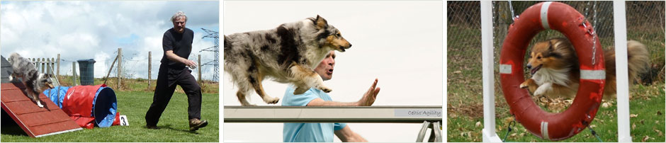 Elevage de bergers des Shetland de Goazilec