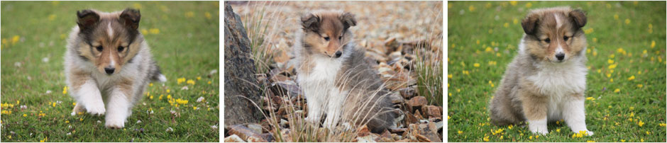 Chiots shelties et portees chez Goazilec
