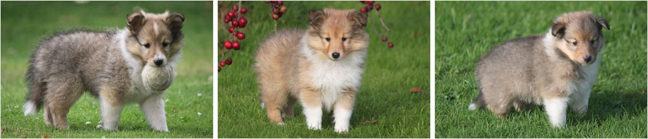 Chiots et portees berger des shetland chez Goazilec en Bretagne