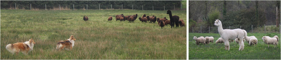 Elevage de shelties de Goazilec
