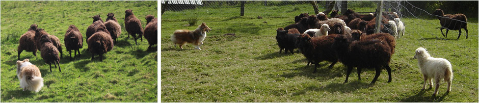 Sheltie de Goazilec au troupeau
