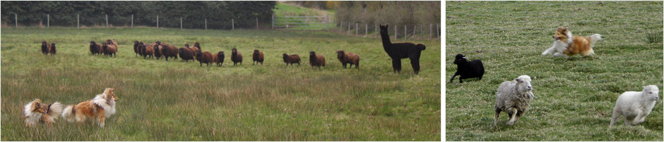 Shetland de Goazilec au travail sur moutons
