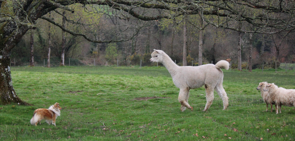 berger des Shetland, moutons et alpaga