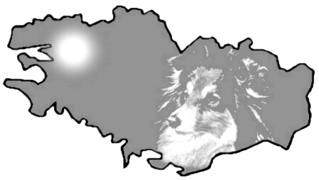 Elevage de shelties en Bretagne