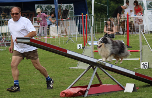 Shetland de Goazilec en agility