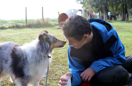 Sheltie de Goazilec chien visiteur